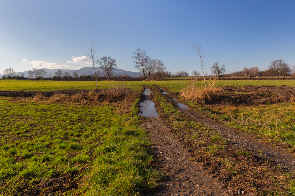 Lauteracherried im Jänner 39